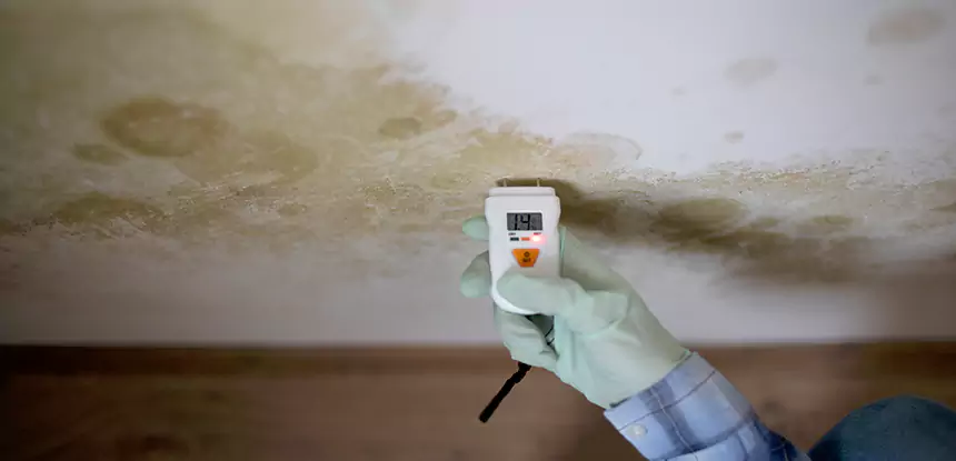Emergency Mold Remediation in Leawood