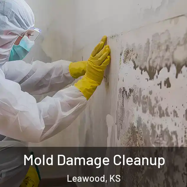 Mold Damage Cleanup Leawood, KS